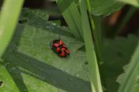 Cercopis vulnerata