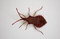 Haploprocta sulcicornis