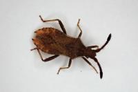 Coriomeris denticulatus