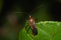 Phytocoris