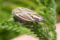 Horistus orientalis