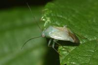 Apolygus spinolae