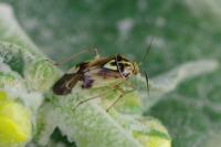 Lygus pratensis