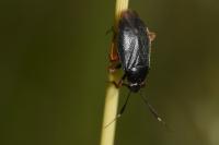 Capsus ater