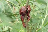 Graphosoma italicum