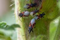 Oxycarenus lavaterae