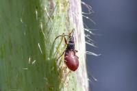 Oxycarenus lavaterae