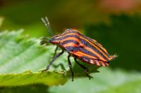 Graphosoma italicum