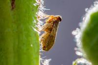 Issus coleoptratus