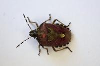 Dolycoris baccarum