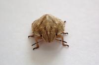 Eurygaster testudinaria