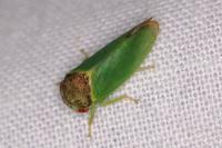 Iassus lanio