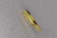 Alebra