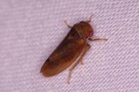 Iassus lanio
