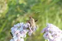 Adelphocoris vandalicus