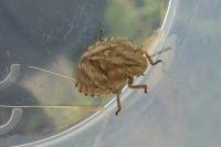 Eurygaster
