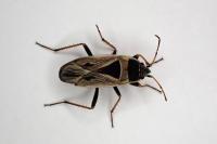 Xanthochilus quadratus