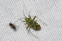 Phytocoris tiliae