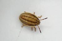 Aelia acuminata