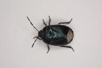 Canthophorus