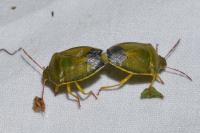 Piezodorus lituratus