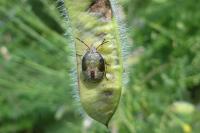 Piezodorus lituratus