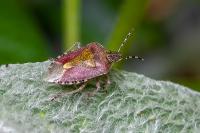 Dolycoris baccarum