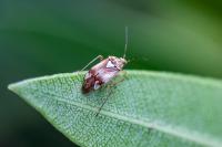 Lygus pratensis