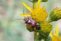 Lygus pratensis
