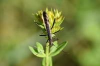 Micrelytra fossularum