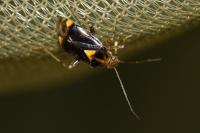 Liocoris tripustulatus