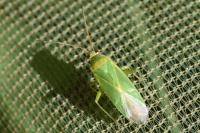 Orthotylus marginalis