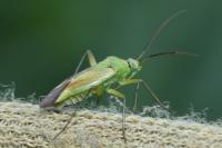 Closterotomus norwegicus