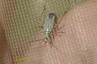 Oncotylus viridiflavus