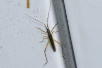 Notostira