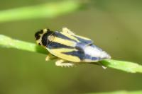 Evacanthus interruptus