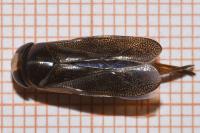 Corixa punctata