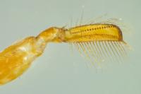 Corixa punctata