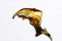 Corixa punctata