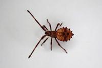 Coreus marginatus