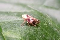Philaenus spumarius