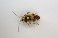 Lygus pratensis