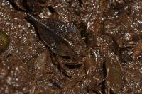 Nepa cinerea