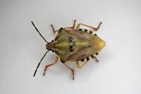 Carpocoris purpureipennis