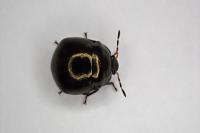 Coptosoma scutellatum