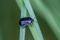 Canthophorus