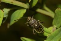 Stictopleurus punctatonervosus