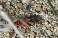 Melanocoryphus albomaculatus