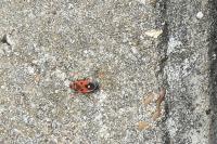 Melanocoryphus albomaculatus