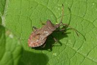 Coreus marginatus